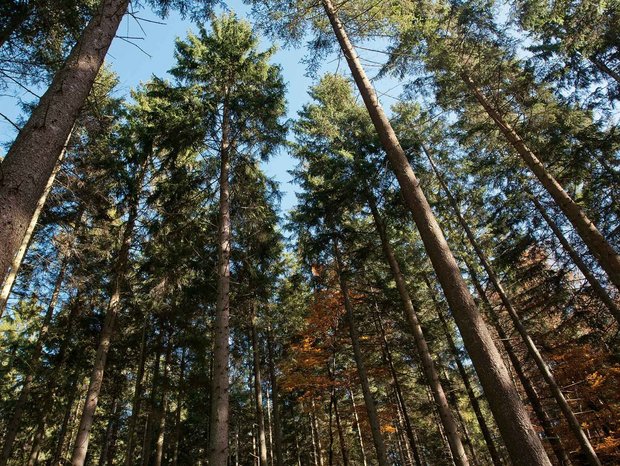 naheliegender Wald, von dem die SchwörerHaus KG ihr Holz bezieht