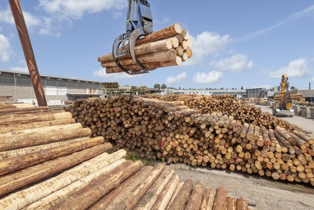 Platz, auf welchem Rundholz gelagert wird