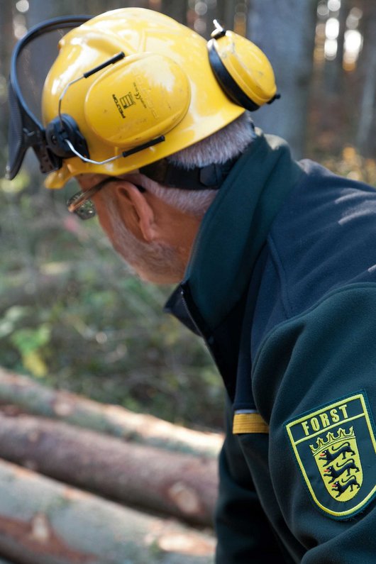 Person im Schwörerwald Person sägt Bäume im Wald der SchwörerHaus KG